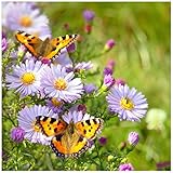 Earthcare Seeds Butterfly Garden Flower Seeds 1,000 Seeds - Heirloom - Open Pollinated - Non GMO