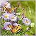 Earthcare Seeds Butterfly Garden Flower Seeds 1,000 Seeds - Heirloom - Open Pollinated - Non GMO primary