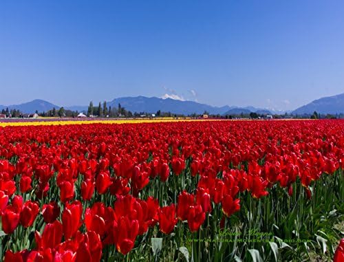 Red Tulips Mouse Pad (MPF389)