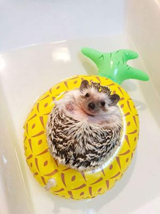 6 Pcs Small Animal Inflatable Float Toy 