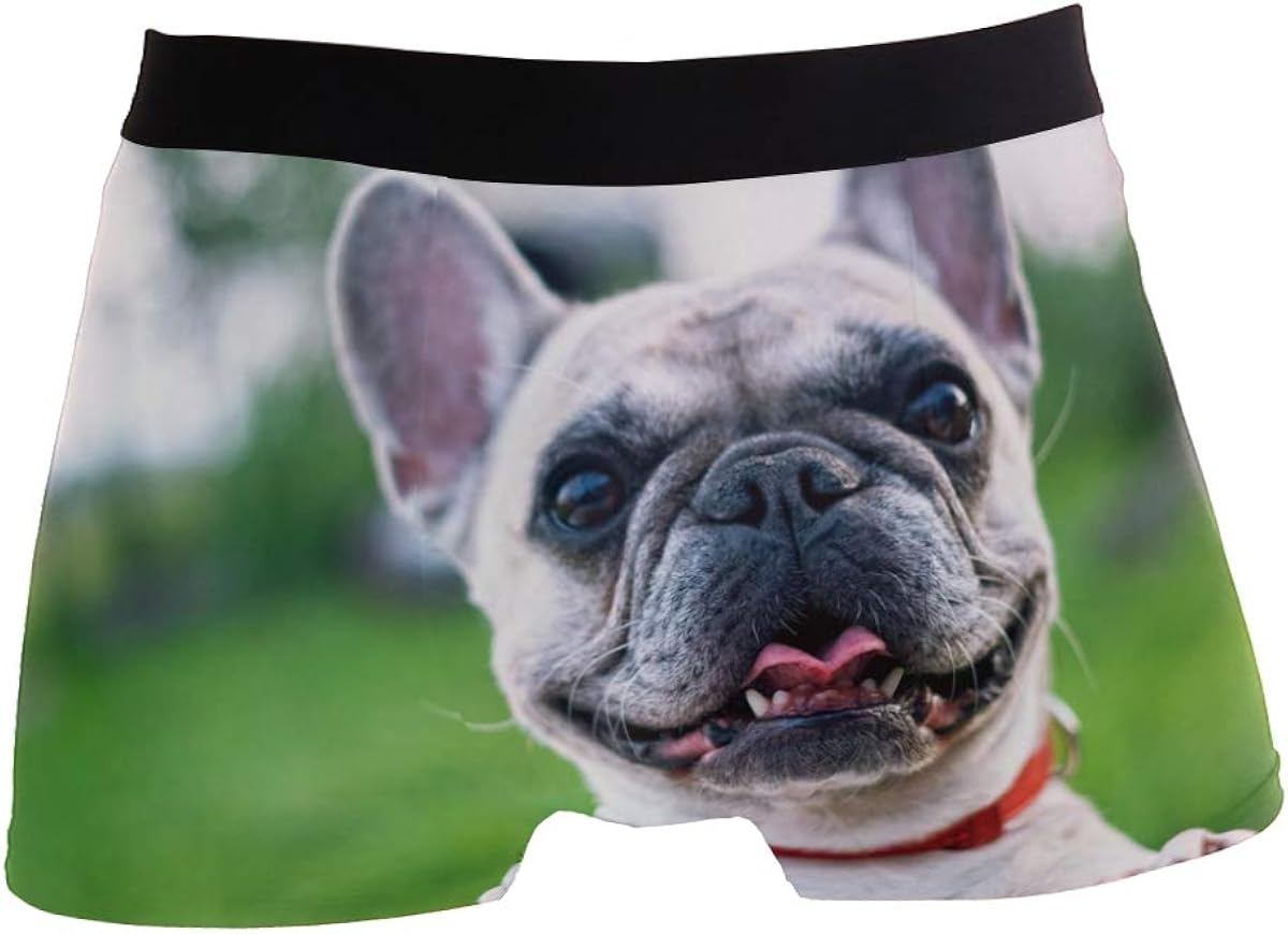 short french bulldog