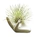 AOWA 2Pcs Chic Air Plant Tillandsia Porcelain Holder Ceramic Office Desk Decor