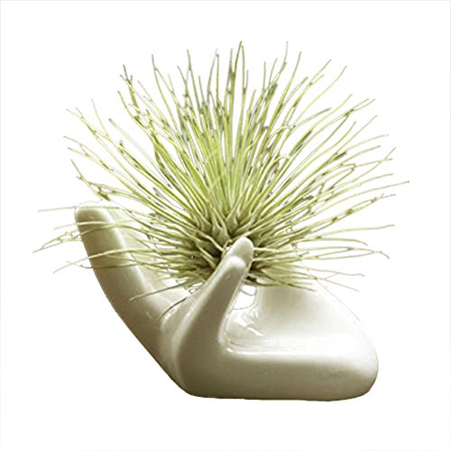 AOWA Chic Air Plant Tillandsia Porcelain Holder Ceramic Office Desk Decor