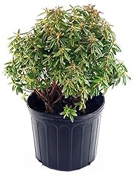 Rhododendron X 'Blue