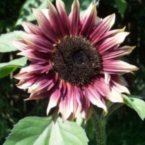 Ruby Eclipse F1 girasol 20 semillas Multi ramificado, Polen libre ...