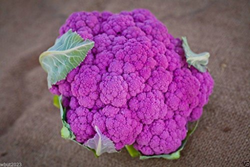 Cauliflower seeds - Graffiti Cauliflower - flashy purple heads. 20 Seeds !