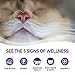 Wellness Complete Health Gravy Adult Wet Cat Food, Natural, Protein-Rich, Grain Free, 5.5 Ounce, 12 Pack, (Salmon Entree)