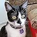 LuckyPet Durable Plastic Pet ID Tag - Outlasts Aluminum Tags for The Same Price - Custom Engraved - Medium Blue Bone