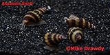 12 Assassin Snails (Clea Helena 1/2