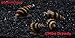 12 Assassin Snails (Clea Helena 1/2