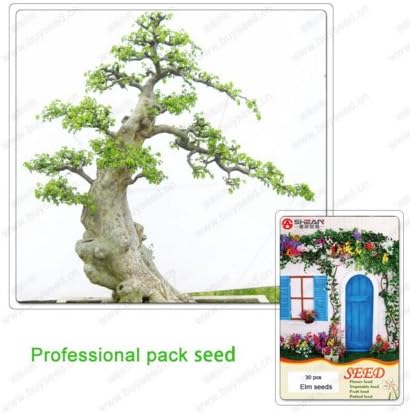 Chinese Elm Bonsai (Ulmus parvifolia) Tree Seed Bonsai Seeds 30 pcs / 1 Professional Pack