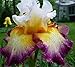Pretty Flowering Perenials, Reblooming Iris, Bearded Iris, Deluxe Colors Mix, Root, Plant, Great Spectacular Flower Heads