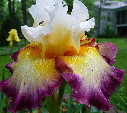 Pretty Flowering Perenials, Reblooming Iris, Bearded Iris, Deluxe Colors Mix, Root, Plant, Great Spectacular Flower Heads