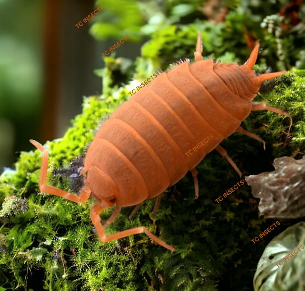 Buya Insect TC INSECTS shop Bahrain | Buy TC INSECTS products online Bahrain ...