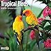 2020 Tropical Birds Calendar 16 Month 12 x 12 Wall Calendar by Bright Day Calendars (Bird Collection) (Tropical Birds 2019)