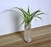 Cylinder Glass Wall Hanging Vase Bottle for Plant Flower Decorations