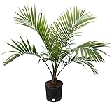 Costa Farms Majesty Palm Tree, Live Indoor Plant, 3 to 4-Feet Tall, Ships in Grow Pot, Fresh From Our Farm, Excellent Gift