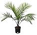 Costa Farms Majesty Palm Tree, Live Indoor Plant, 3 to 4-Feet Tall, Ships in Grow Pot, Fresh From Our Farm, Excellent Gift primary