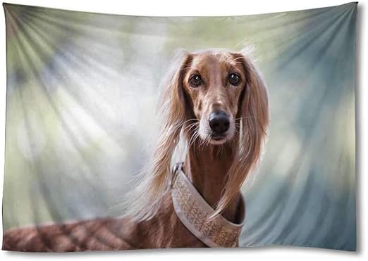 persian saluki
