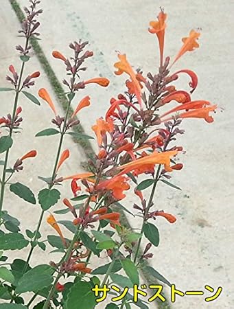 Amazon Co Jp 清々しい香り アガスターシェ アリゾナシリーズ 1株 サンドストーン オレンジ 耐寒性多年草 宿根草 花苗 ガーデニング 寄せ植えなどに ホーム キッチン