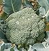David's Garden Seeds Broccoli Imperial D3041 (Green) 100 Hybrid Seeds