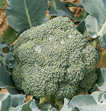 David's Garden Seeds Broccoli Imperial D3041 (Green) 100 Hybrid Seeds David's Garden Seeds Broccoli Imperial D3041 (Green) 100 Hybrid Seeds