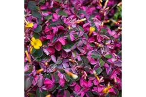 Red Oxalis Versicolor Flowers Seed 100 Pcs Rare Planta for Garden Home Planting Flowers Oxalis Plants for - (Color: 1)