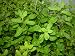 Sweet Marjoram Live Herb Plant