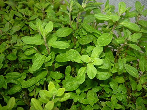 Sweet Marjoram Live Herb Plant Sweet Marjoram Live Herb Plant