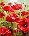 YEESAM ART Paint by Numbers for Adults Kids, Red Poppies Flowers 16x20 Inch Linen Canvas Acrylic DIY Number Painting Kits Wall Art Decor Gifts (Framed)