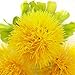 Riverbyland Artificial Flowers Yellow Dandelion 6 Bunches
