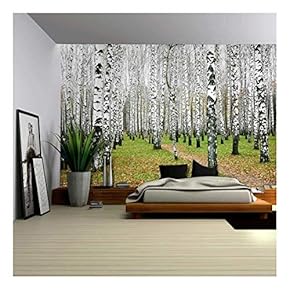 BRAND_NAMEA Small Pathway in a Tall Brich Tree...