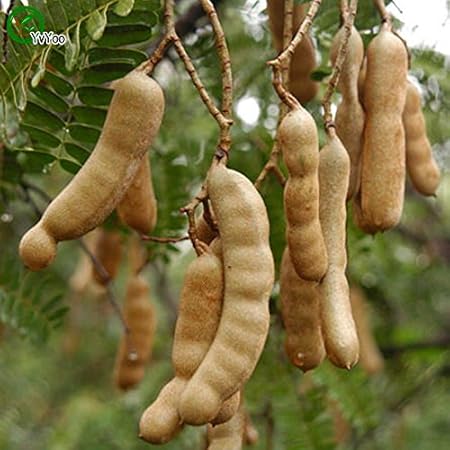 Creative Farmer Fruit Seeds Fresh Thai Tamarind Fruit Seeds Sweet Indian Date Makam Fruit Seeds Non Hybrid Bonsai Suitable Fruit Seeds Kitchen Garden Pack