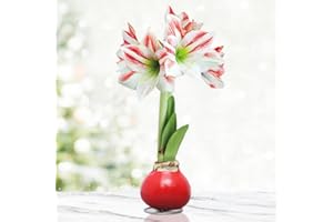 HOLLAND BULB FARMS Candy Cane Amoice Waxed Amaryllis Flower Bulb with Stand, No Water Needed