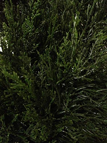 Silk Tree Warehouse Company Inc One 7 Foot Outdoor Artificial Cedar Topiary Tree Potted UV Rated Plant (7 Foot) - Thumbnail 2