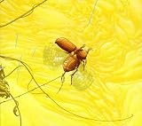 JUNEBUG                                           