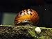 Aquatic Arts 1 Tiger Nerite Snail (Neritina natalensis - 1/2 to 1 inch in diameter) - Live Snail