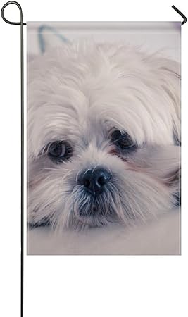 muzzle for lhasa apso