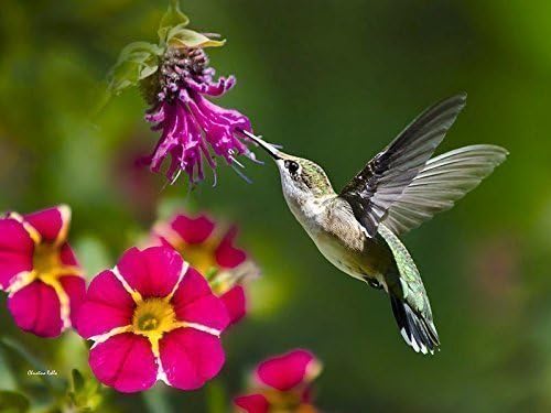 Hummingbird Wall Art Decor Ruby Throated Hummingbird Picture, Fine Art Photography Print Bird in Flight