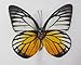 FRAMED REAL BEAUTIFUL SPOTTED SAWTOOTH BUTTERFLY DISPLAY INSECT TAXIDERMY 5