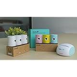 MEMOBIRD North American Bundle: Internet-Enabled Paper Messenger and Note Printer | Color Paper Combo Pack| White Paper Combo Pack (Green)