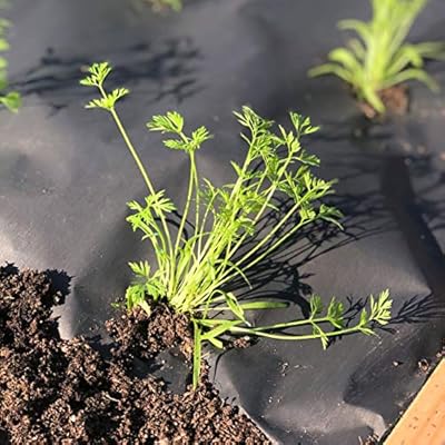 NovaMulch 120cm x 20m, Malla antihierbas de Papel Biodegradable ...