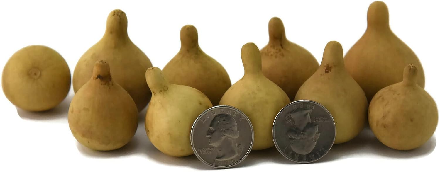 Mixed Media - Crafters Dream Box of 20 dried gourds - Small Tennessee Spinner - Hand grown and Everlasting