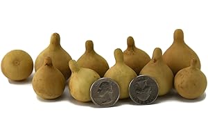 GOURDAMENTS Crafters Dream Box of 20 dried gourds - Small Tennessee Spinner - Hand grown and Everlasting