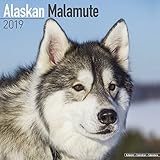 Alaskan Malamute Calendar - Dog Breed Calendars - 2018 - 2019 Wall Calendars - 16 Month by Avonside by 