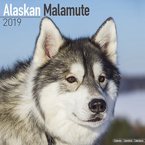 Alaskan Malamute Calendar - Dog Breed Calendars - 2018 - 2019 Wall Calendars - 16 Month by Avonside by 
