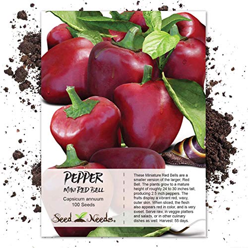 Seed Needs Bell Pepper Seeds for Planting Mini Red Peppers - Non-GMO Heirloom & Untreated Veggie Seed to Plant an Outdoor Home Grown Vegetable Garden (1 Pack)