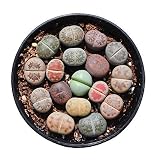 RARE Lithops MIX succulent cactus EXOTIC living stones desert rock seed 50 SEEDS