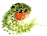9GreenBox - String of Pearls, Senecio rowleyanus - 4" Pot