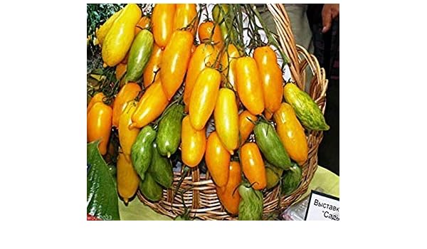 Shoppy Star: 50 Semillas: Las semillas de tomate de la herencia ...